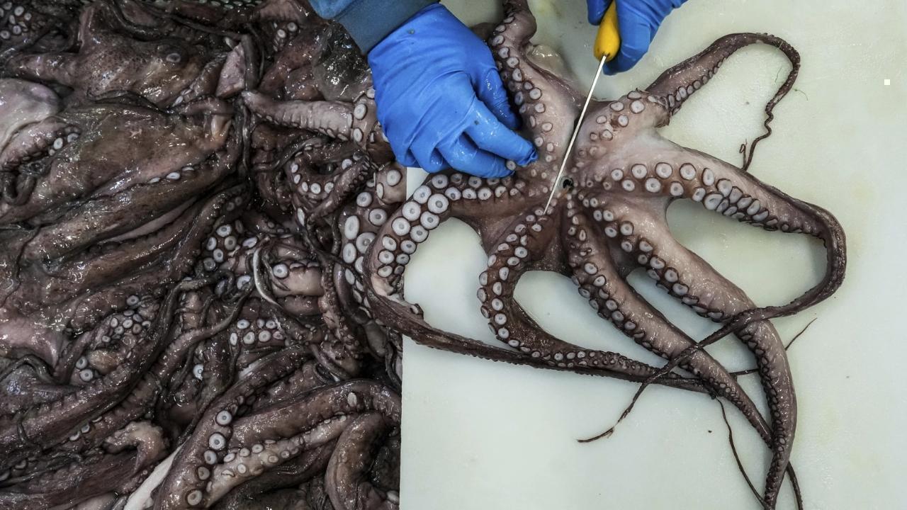 Spain's Octopus Farming: Balancing Demand, Ethics, and Sustainability