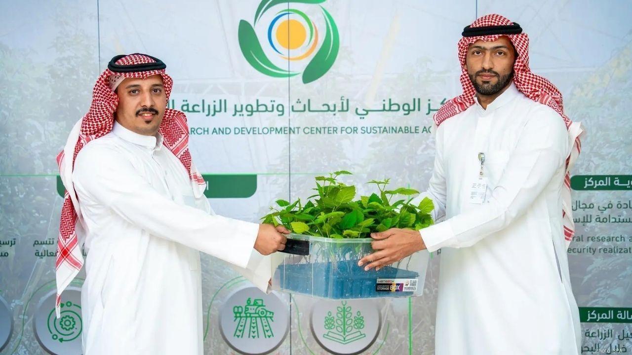 Estidamah Lab Delivers Coffee and Blackberry Seedlings to Farmers