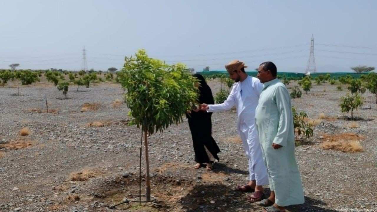 Mango Projects Boost Food Security & Farming in South Al Batinah