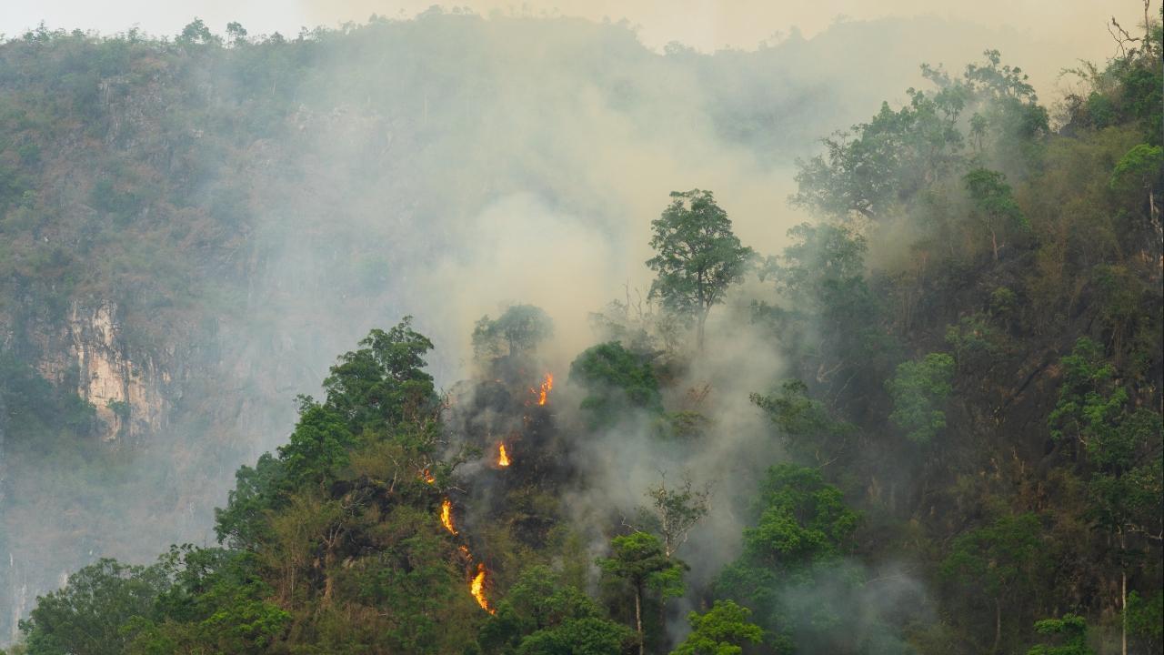 Wildfire Season Breaks Records With Unseen Damage and Spread