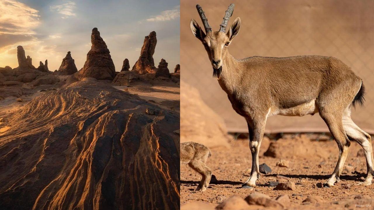 Saudi King Salman Reserve Protects Wildlife And History