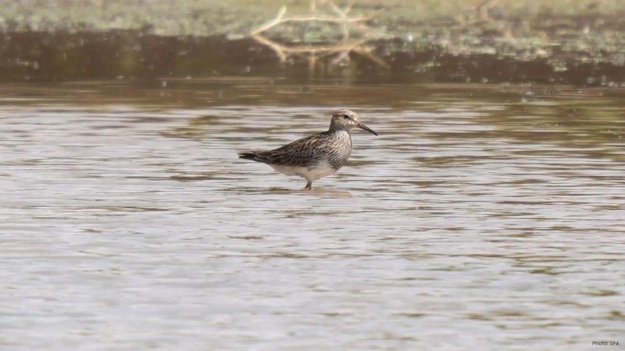 Rare Pectoral Sandpiper Recorded At Saudi King Abdulaziz Reserve