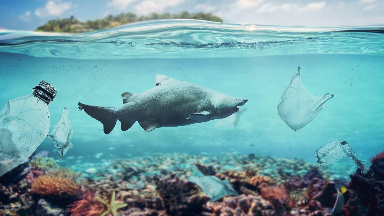 How Human Activities Are Affecting Oceans and Marine Life