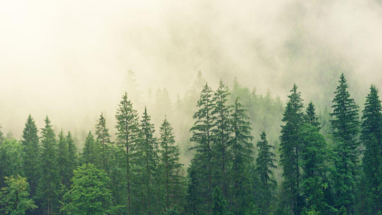 Climate Action and the Environment: Strategies for a Healthier Planet