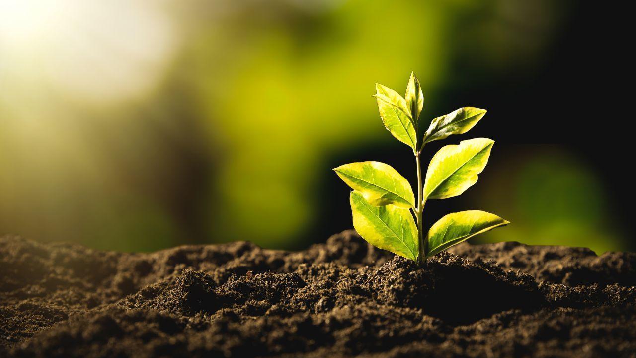 The Future of Earth: How Communities Can Combat Environmental Challenges