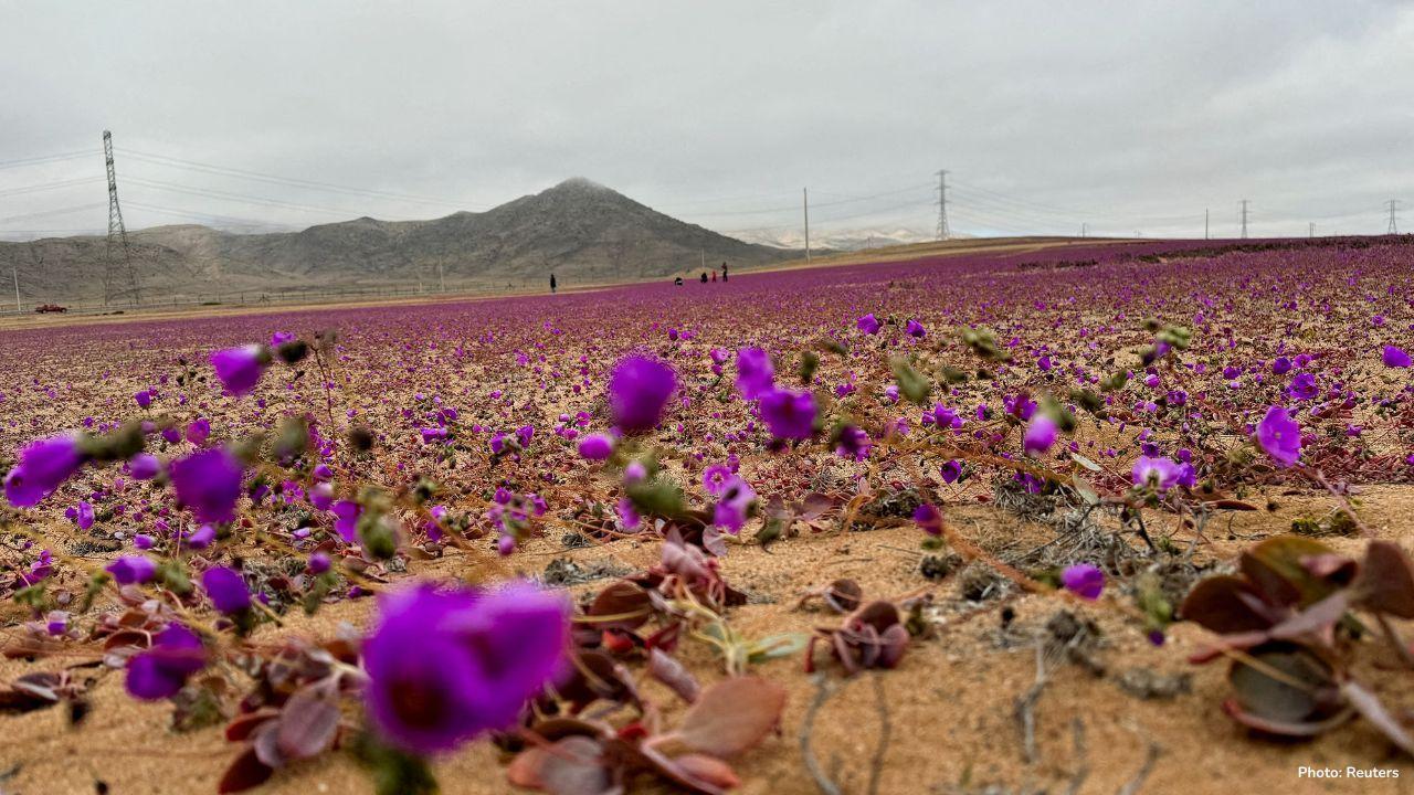 Rains Bring Rare Floral Bloom to Chile’s Atacama Desert