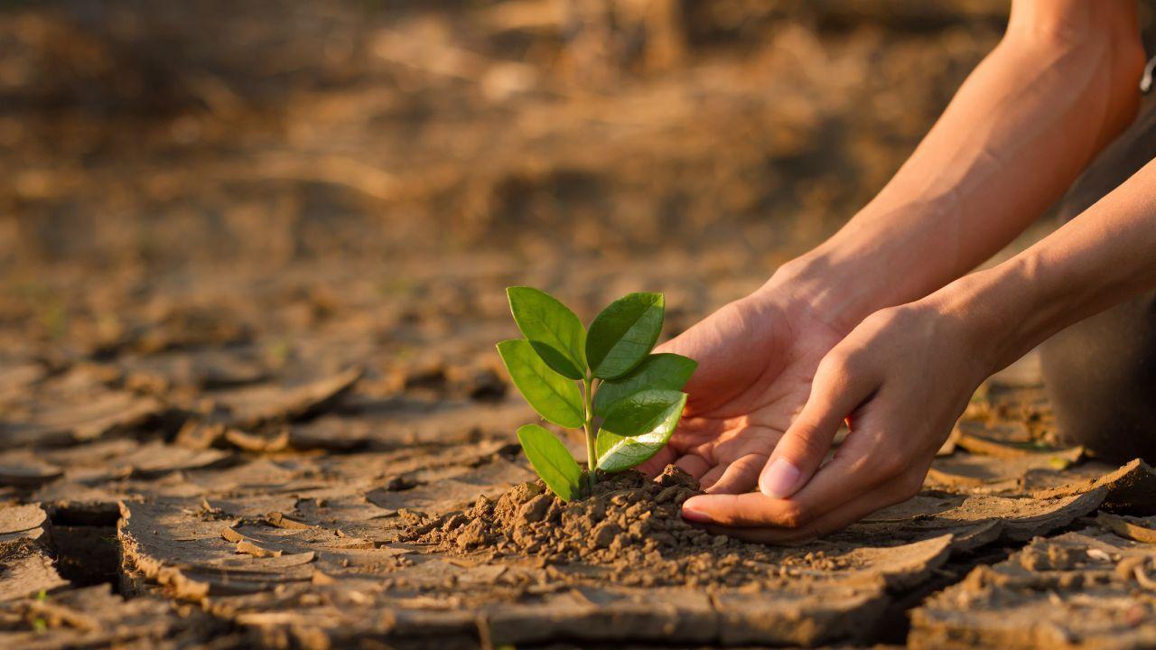 How Planting Trees Helps Combat Climate Change