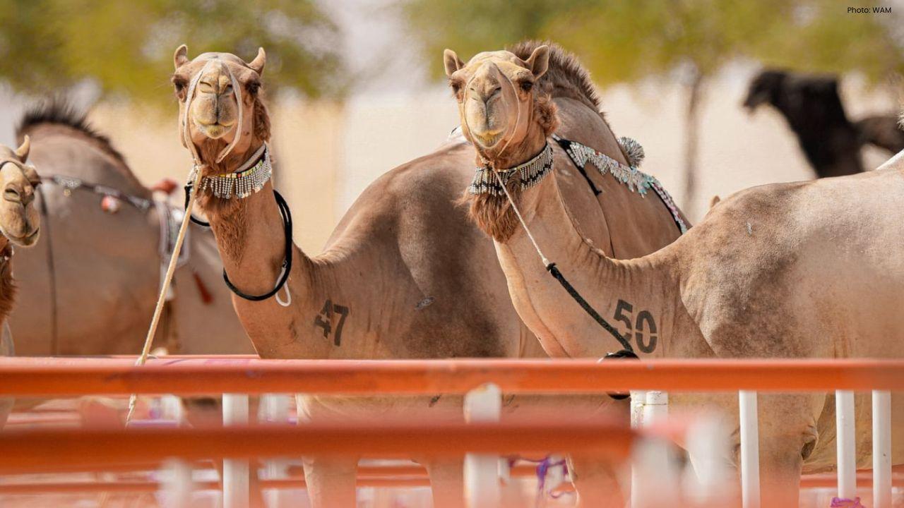 Al Dhafra Festival 2025 Launches with Heritage and Camel Events