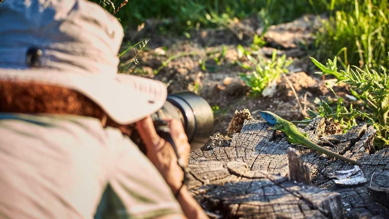 Explore the Best Wildlife Destinations for Nature Enthusiasts