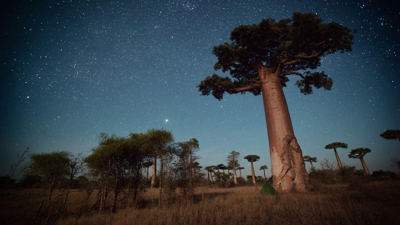 Experience the Wonders of Madagascar's Unique Wildlife