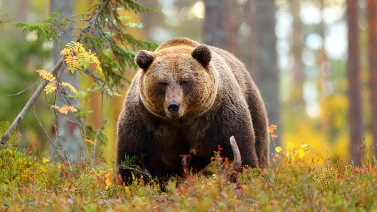Surge in Bear Attacks in Japan Triggers Film Delay