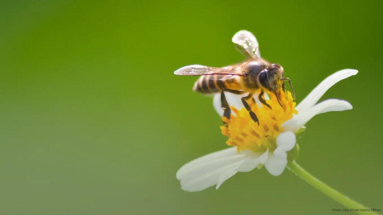 Abu Dhabi Launches Drive to Protect Bees and Honey Sector