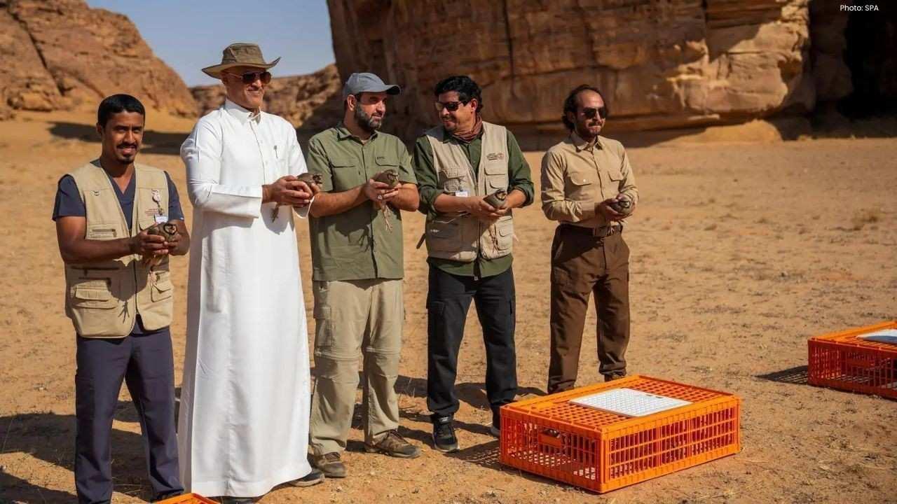 NCW and AlUla Begin Partridge Release in Sharaan Reserve NCW and AlUla Begin Partridge Release in Sharaan Reserve