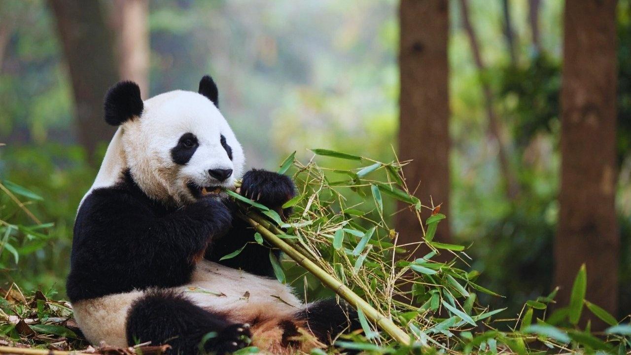 AI and ML Strengthen Wildlife Protection in India