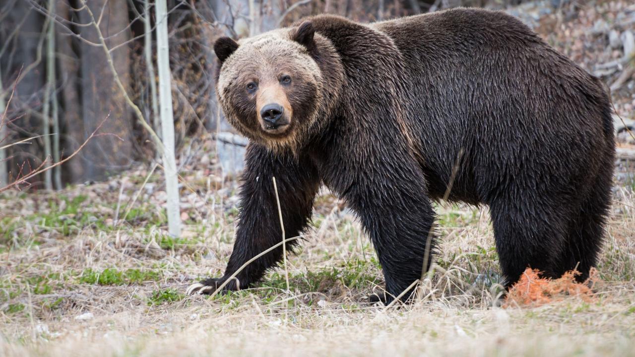 Self-Defense Forces deployed to Kazuno after spike in bear attacks