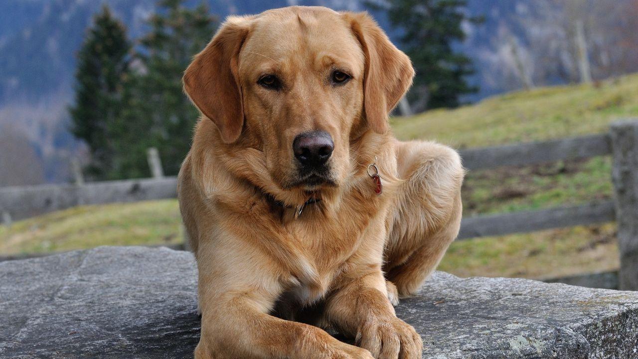 Supreme Court Directs Removal of Stray Dogs and Cattle Nationwide