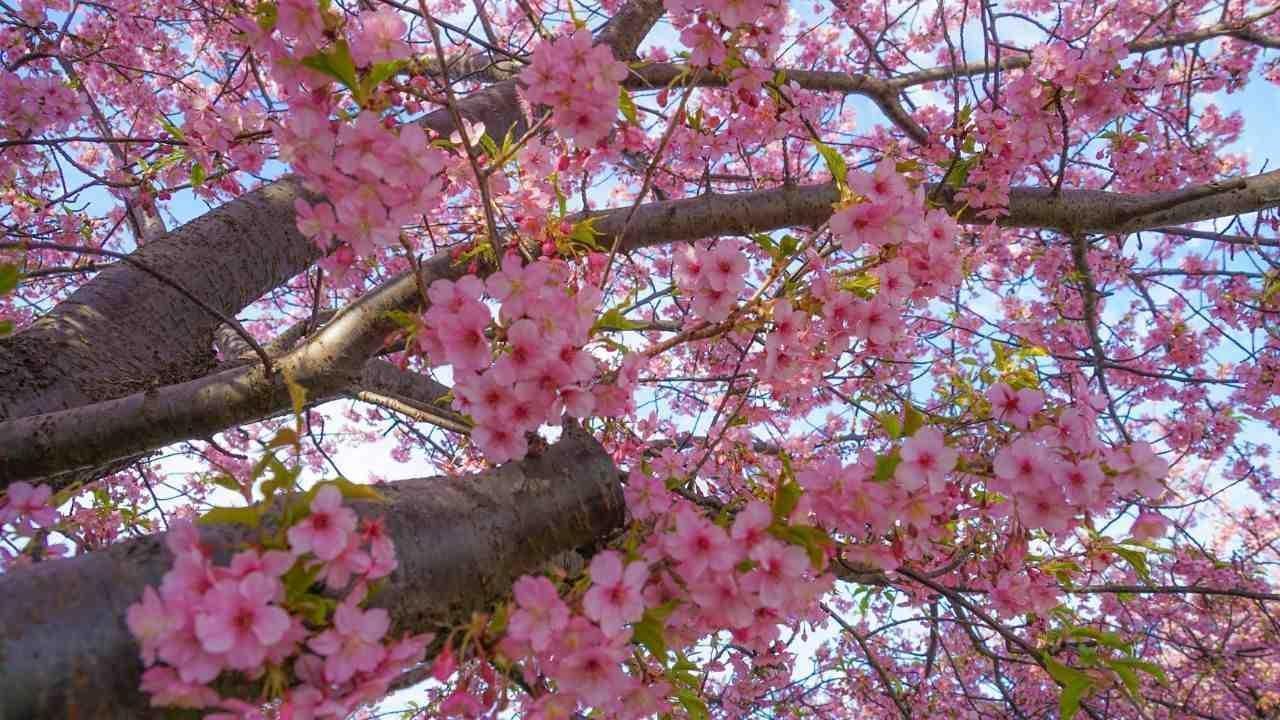 Cherry Blossoms in India: Optimal Viewing Times and Top Locations