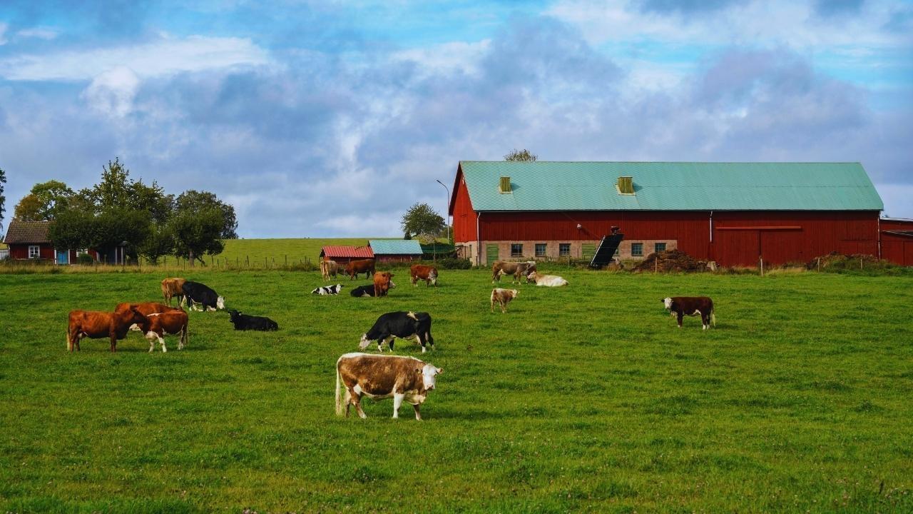 Explore Agritourism in India: Embrace Farm Life Over Luxury Resorts