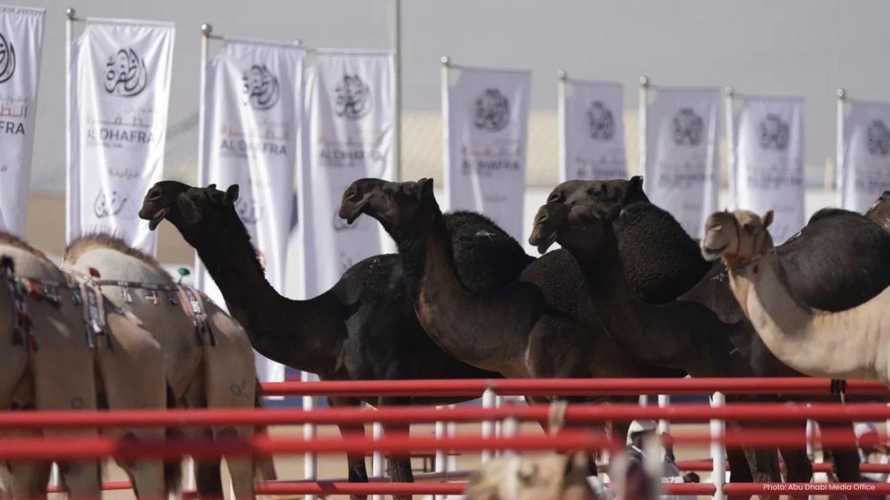 GCC Camel Owners Gather for Razeen Mazayna Event