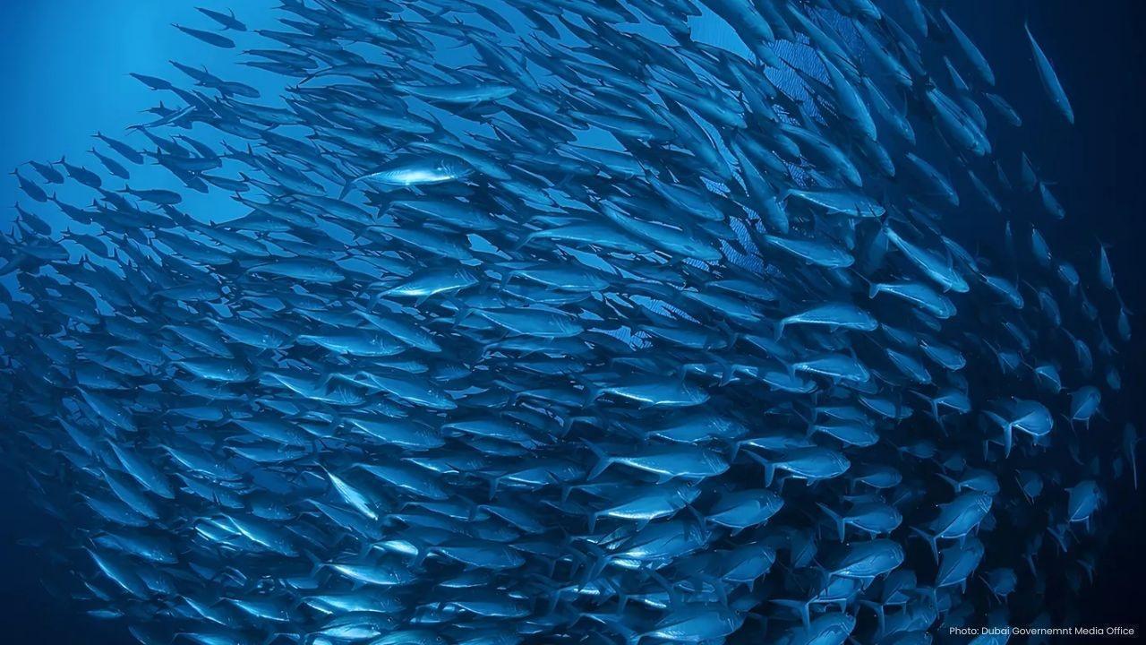 Abu Dhabi's Sustainable Fisheries Initiative Takes Center Stage