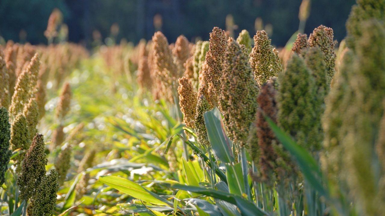 Growth of Marbi Sorghum Farming in Najran Region