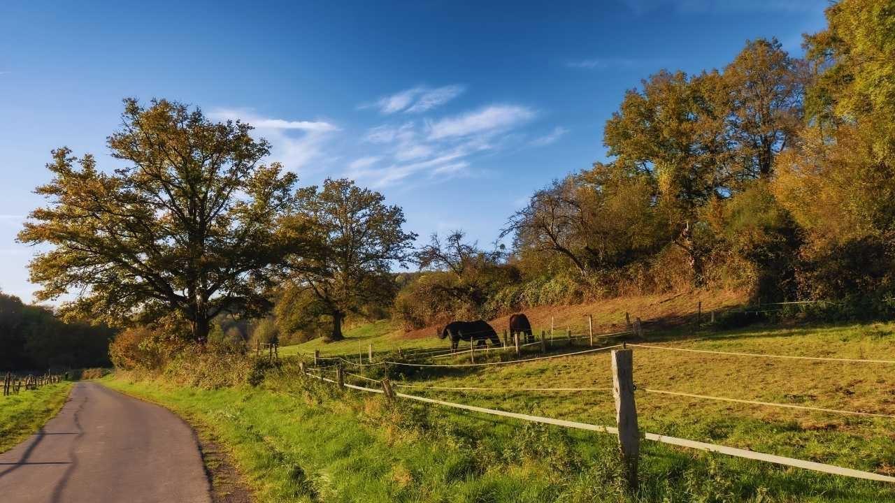 Rural Travel is on the Rise: Exploring the Popularity of Cabins and Lodges