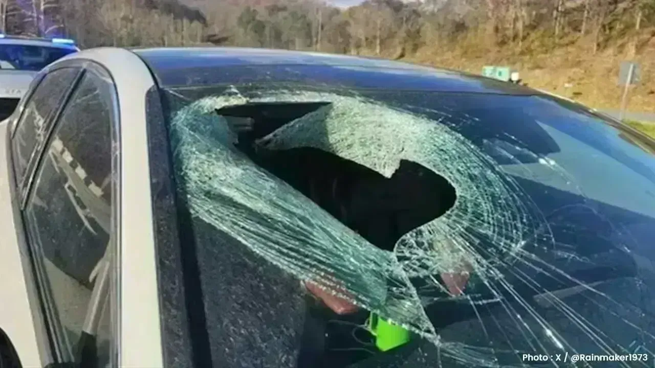 Bald Eagle Drops Cat, Startling Driver on NC Highway