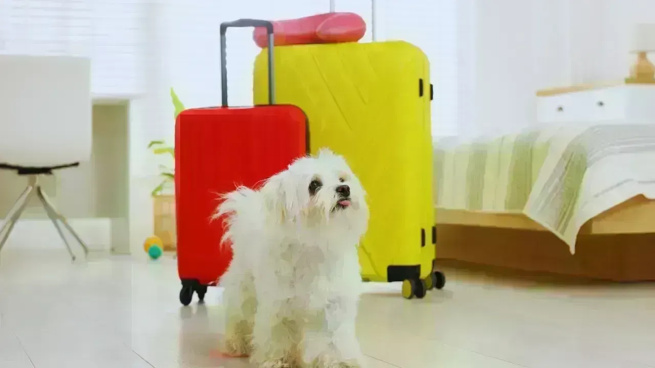 Revamped Travel for Pets: Changes Prompted by Recent Policies