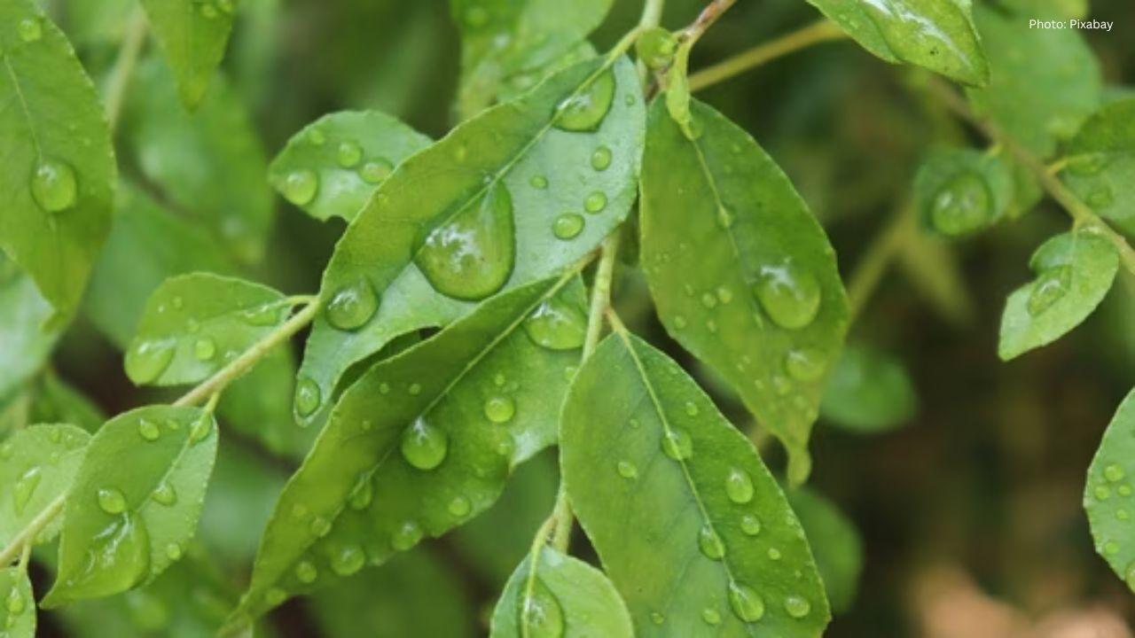 Unlocking the Health Benefits of Curry Leaves: Heart, Brain, and Beyond