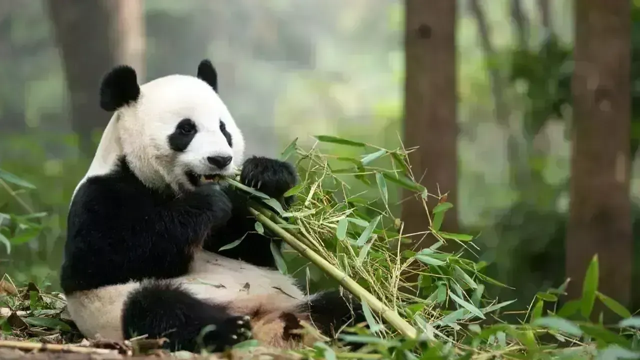 Pandas Depart France as One Fights Illness, Headed Back to China