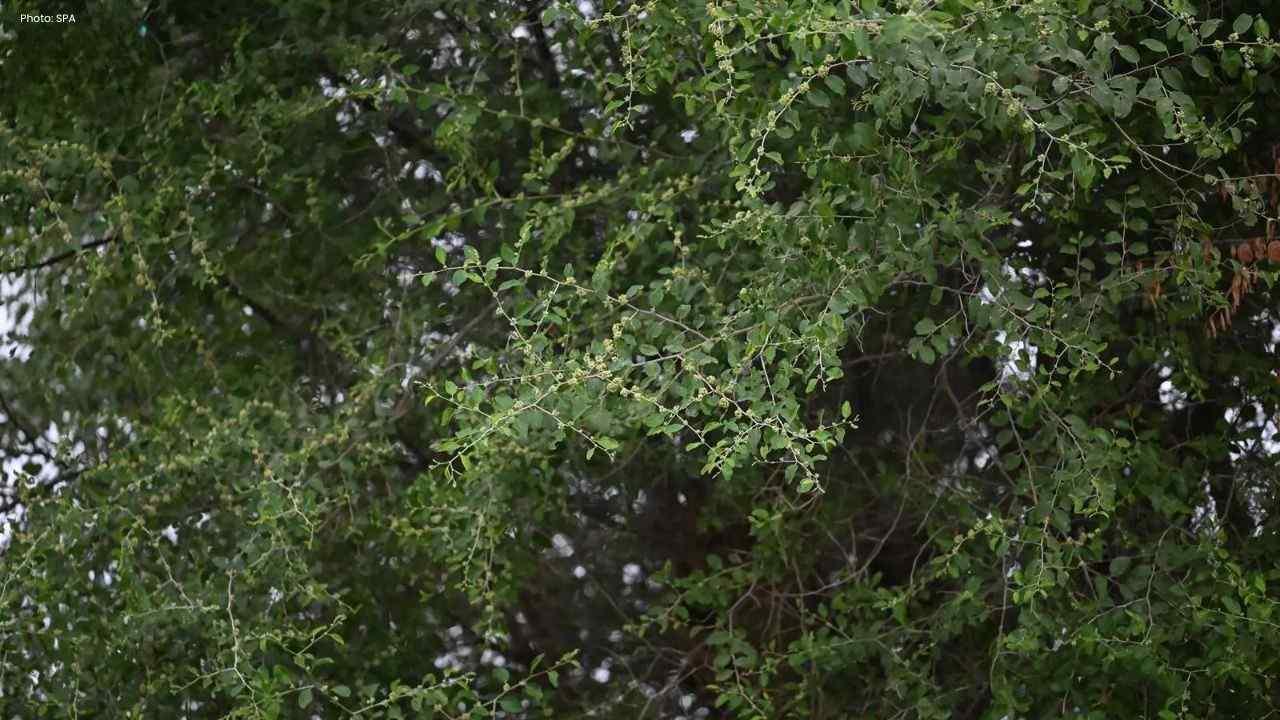 Jazan Sidr Trees Support Nature and Community Life