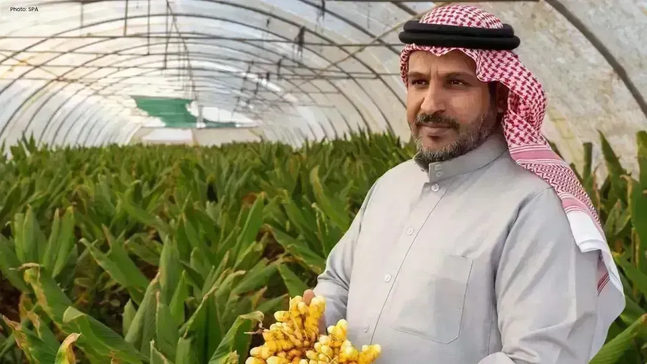 Tabuk Farmers Start Growing High-Value Turmeric Crop