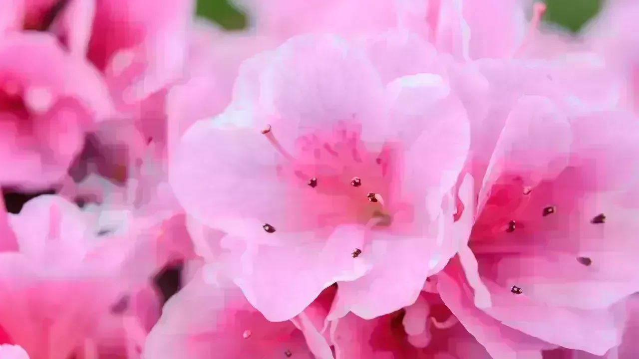 8 Must-Visit Global Destinations Renowned for Their Floral Splendor