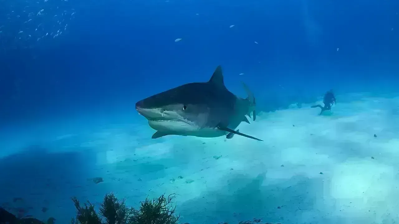 Tragic Shark Attack Claims Life of Woman, Leaves Man Injured in Australia