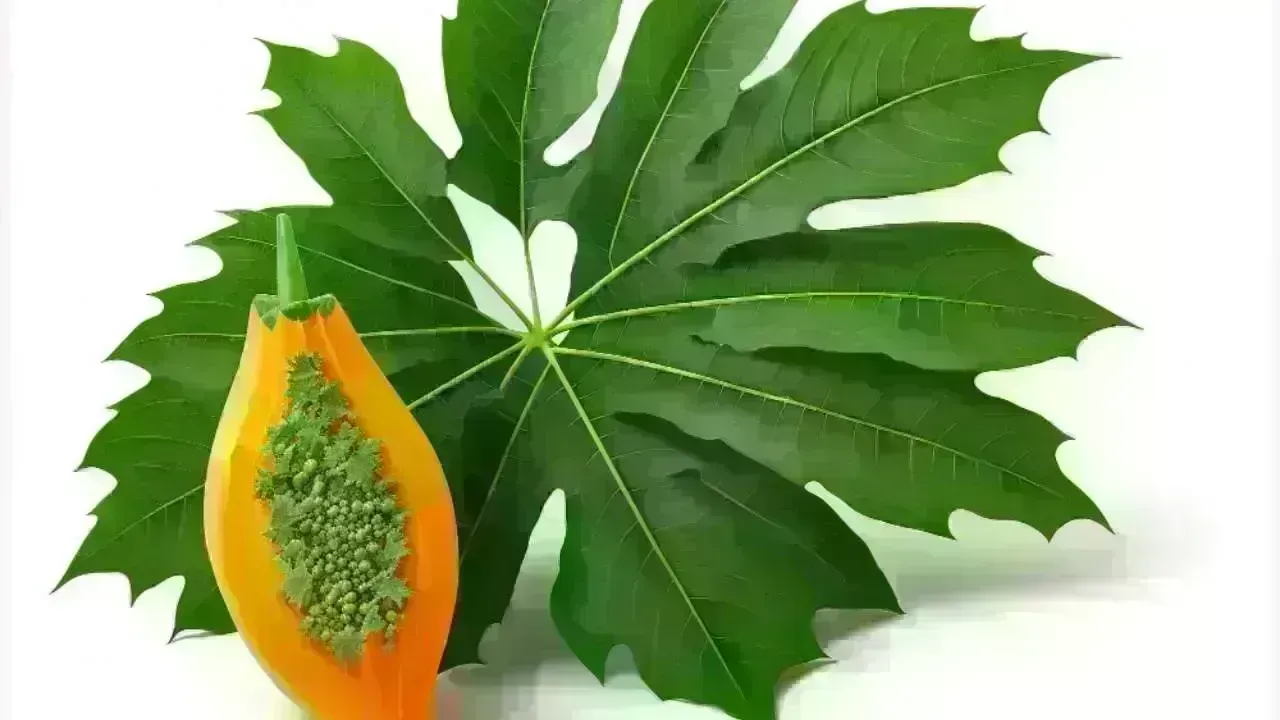 Unlocking the Secrets of Papaya Leaves: A Powerful Natural Health Ally