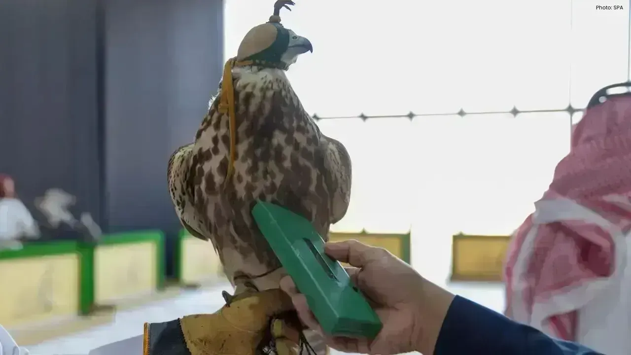 Saudi Falcons Club Starts Falcon Registration for Safety