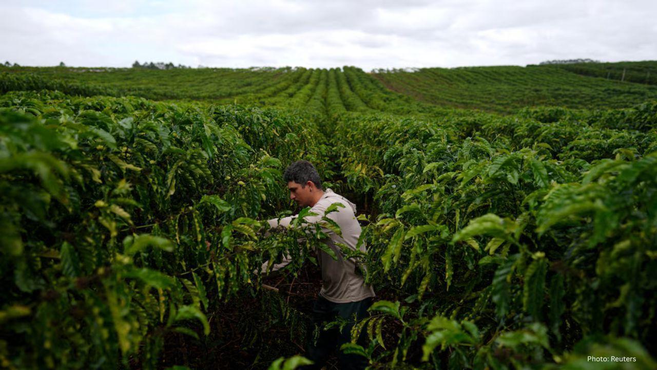 Brazil's Robusta Coffee Growers Enhance Quality in Response to Price Surge and Climate Challenges