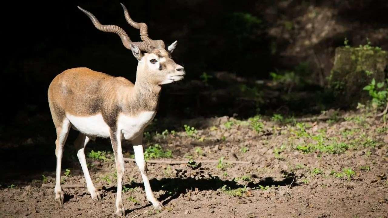 Ten Blackbucks Die at Jamshedpur Zoo Due to Bacterial Infection