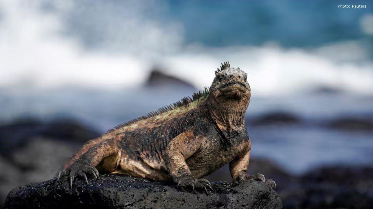 Bezos Earth Fund Allocates $24.5 Million to Safeguard Marine Life