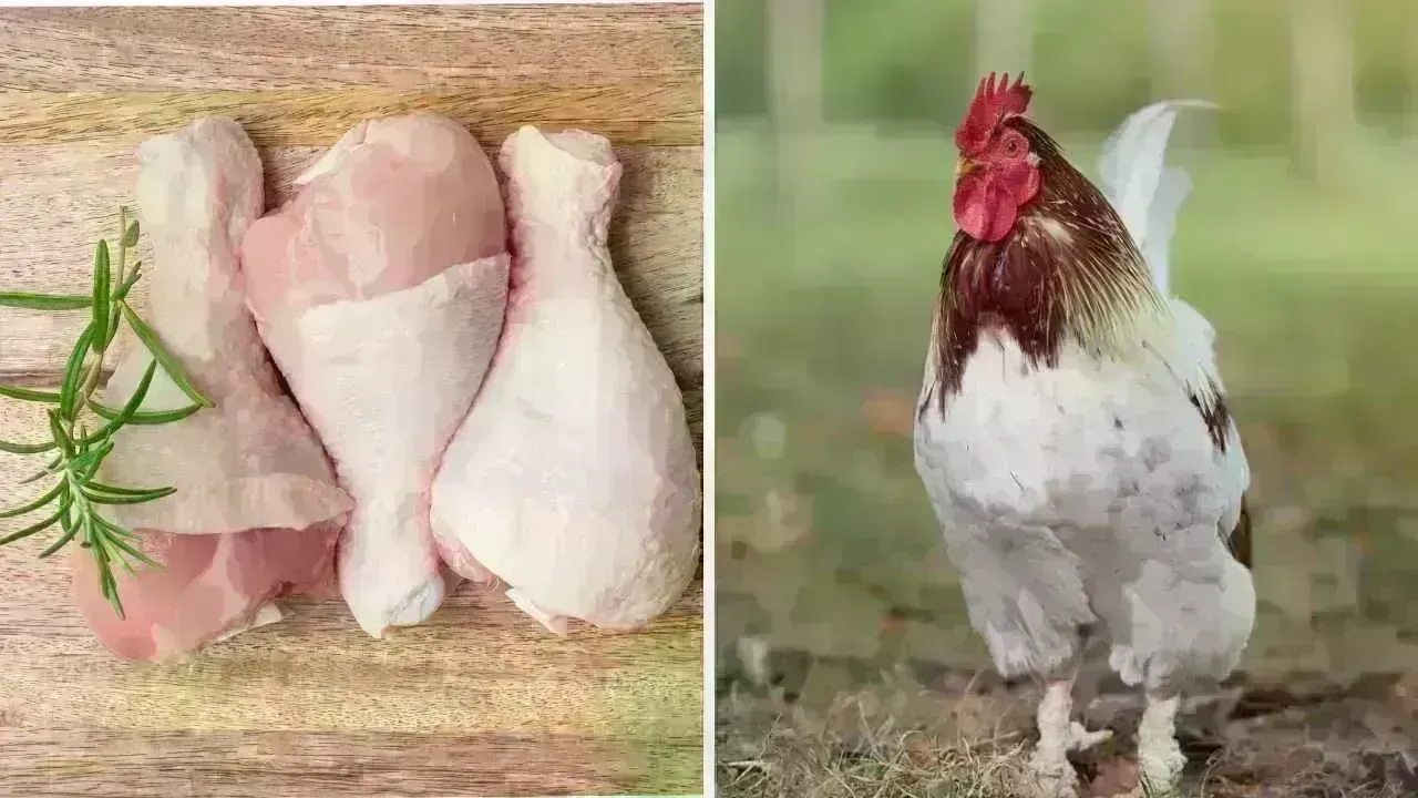 Top 10 Chicken Parts You Should Avoid: Health Risks and Bacterial Exposure