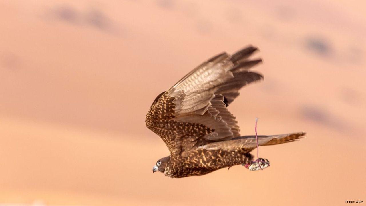 Liwa Festival 2026 Hosts Falcon Racing With Elite Competitors