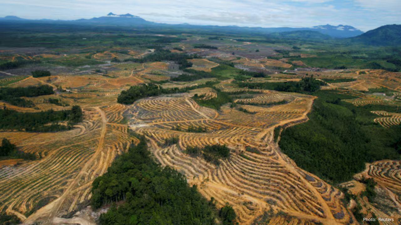 Indonesia to Impose $8.5 Billion in Fines on Palm Oil and Mining Companies for Forest Violations