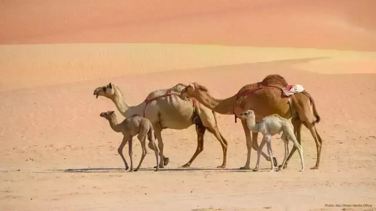 Gulf States Collaborate to Enhance Camel Travel Standards