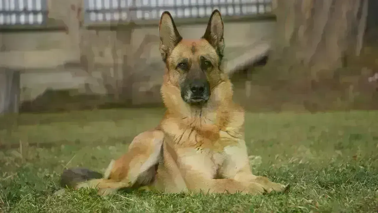 Tragic Loss: Two Sisters in Lucknow Die Amid Pet's Illness