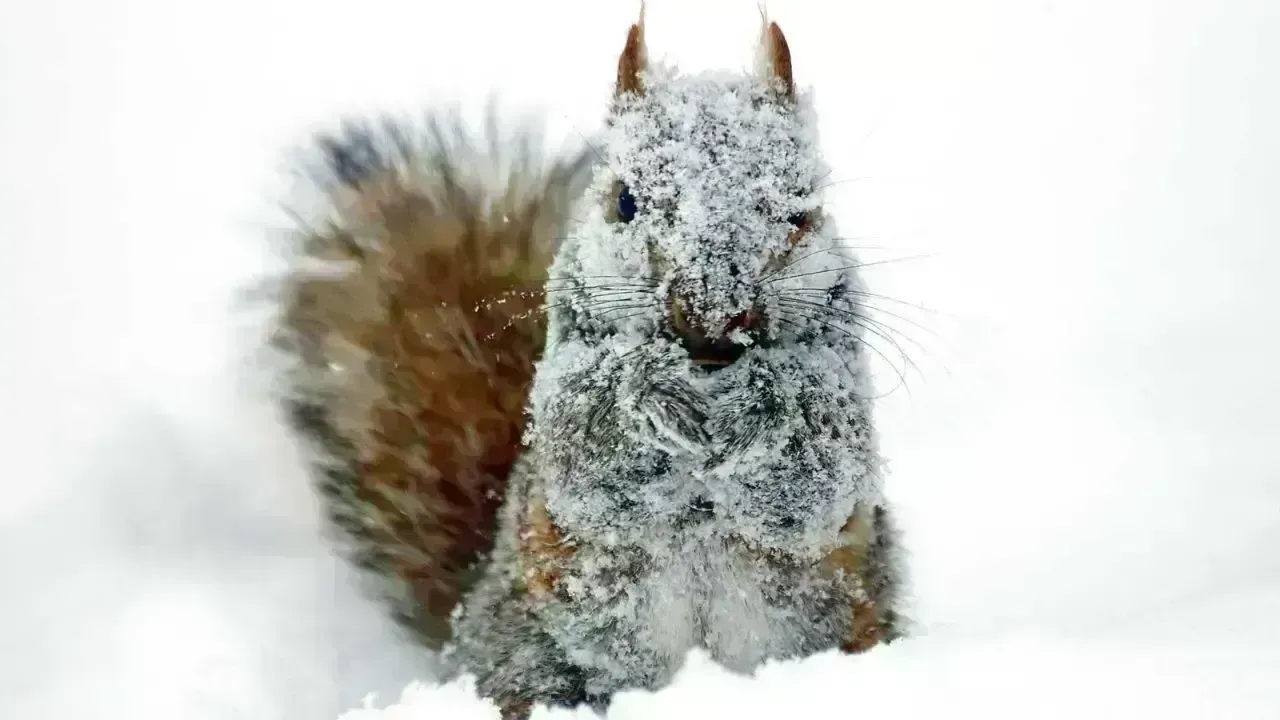 Animal Adaptations for Winter Survival in Harsh Conditions