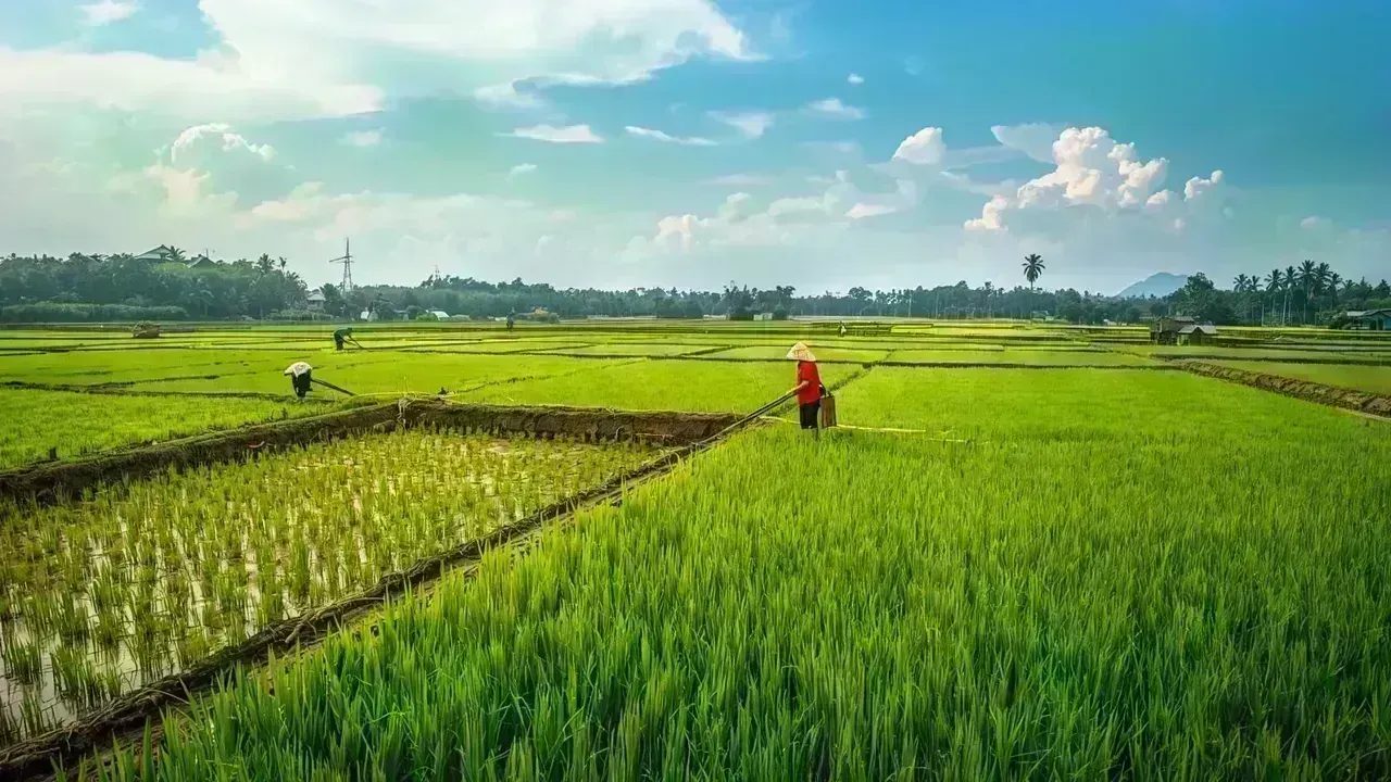 India Emerges as the Top Global Rice Producer, Surpassing China