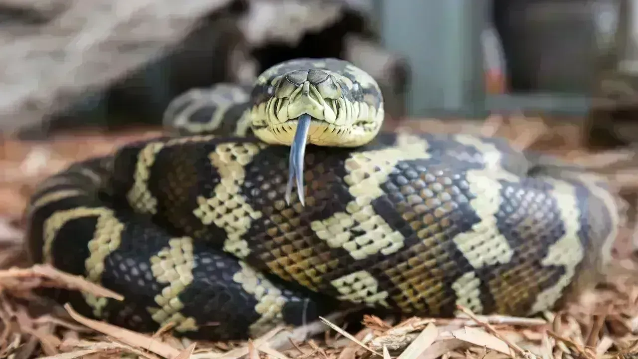 Woman Discovers 2.5-Metre Python on Bed in Brisbane