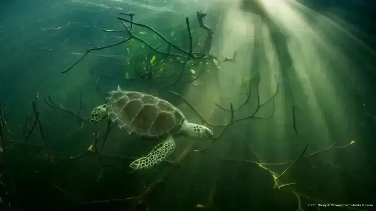 GCC Insight: Xposure 2026 Conservation Summit Tackles Ocean Crisis