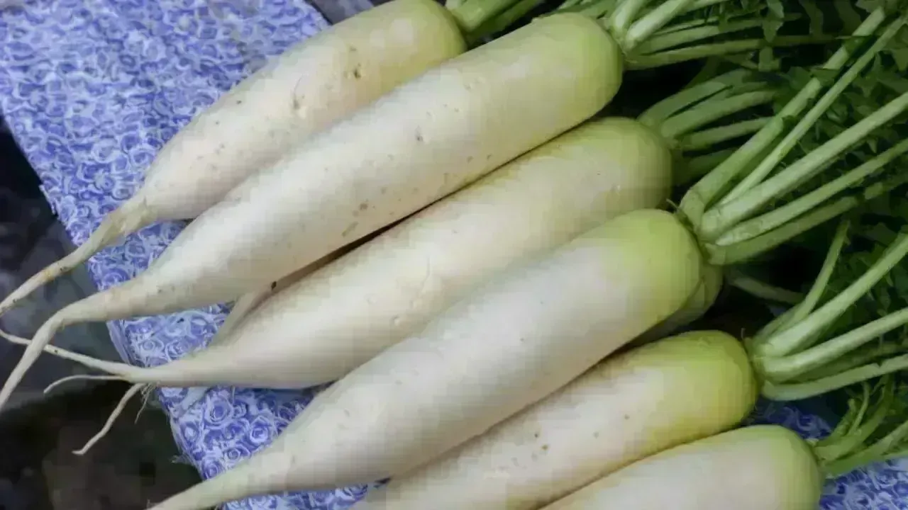 6 Essential Health Benefits of Radish