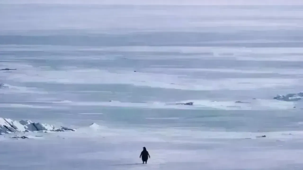 The Intriguing Rise of the ‘Nihilist Penguin’ Meme: A Deep Dive